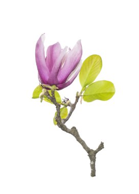 Beyaz arkaplanda izole edilmiş pembe manolya çiçekleri