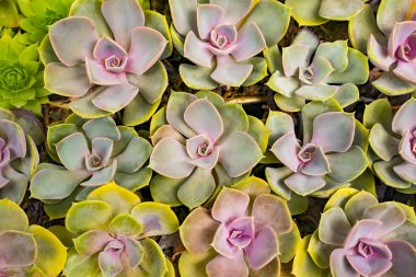  Bahçedeki minyatür sulu bitkiler