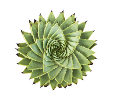 Spiral Aloe.Aloe polyphylla isolated on white background clipart