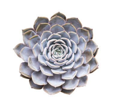 İzole minyatür etli bitkiler