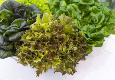 taze salata marul plaka