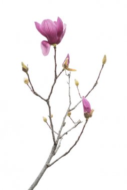 Manolya çiçeği bahar dalı beyaz arkaplanda izole