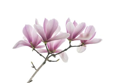 Manolya çiçeği bahar dalı beyaz arkaplanda izole