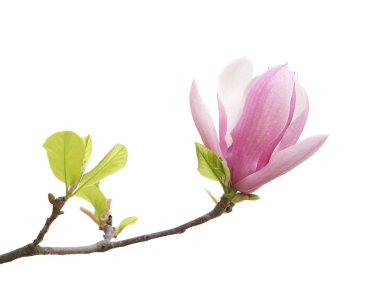 Manolya çiçeği bahar dalı beyaz arkaplanda izole