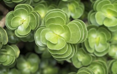  Bahçedeki minyatür sulu bitkiler