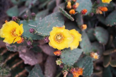 Çöldeki yeşil bir kaktüsün tepesindeki çiçek.
