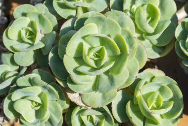 minyatür etli bitkiler