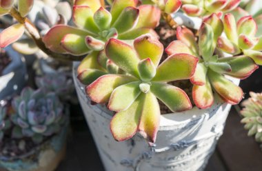 minyatür etli bitkiler