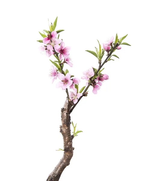 Pink blossoms — Stock Photo, Image