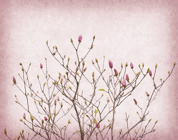 오래 된 종이 바탕에 분홍색 목련 꽃 — 스톡 사진