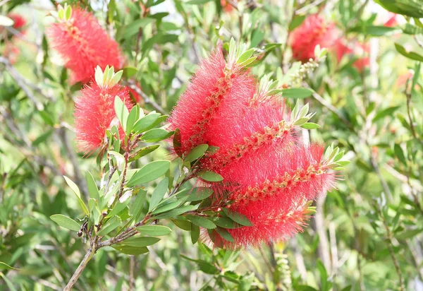 Callistemon rigidus растение с зелеными и красными листьями цитрия — стоковое фото