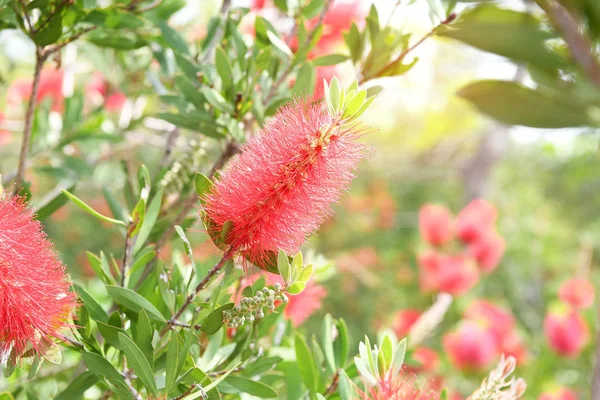 Callistemon rigidus растение с зелеными и красными листьями цитрия — стоковое фото