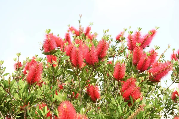 Callistemon rigidus растение с зелеными и красными листьями цитрия — стоковое фото