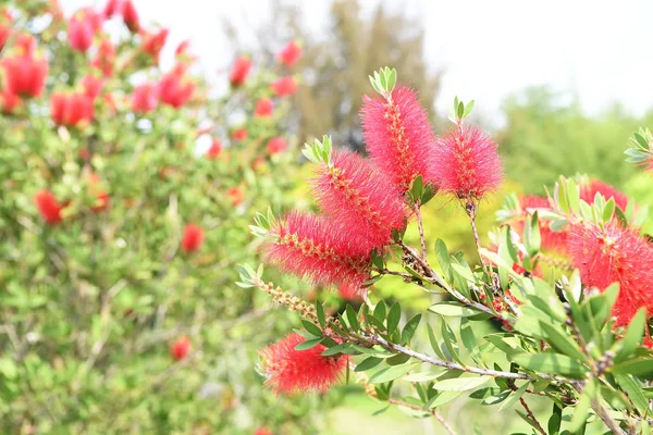 Callistemon rigidus растение с зелеными и красными листьями цитрия — стоковое фото