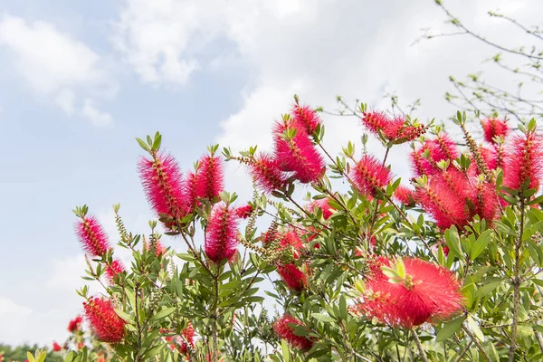 Callistemon rigidus растение с зелеными и красными листьями цитрия — стоковое фото