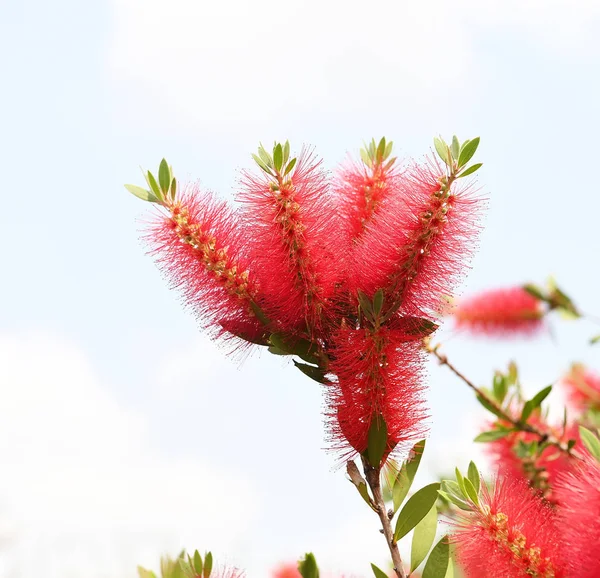 Callistemon rigidus растение с зелеными и красными листьями цитрия — стоковое фото