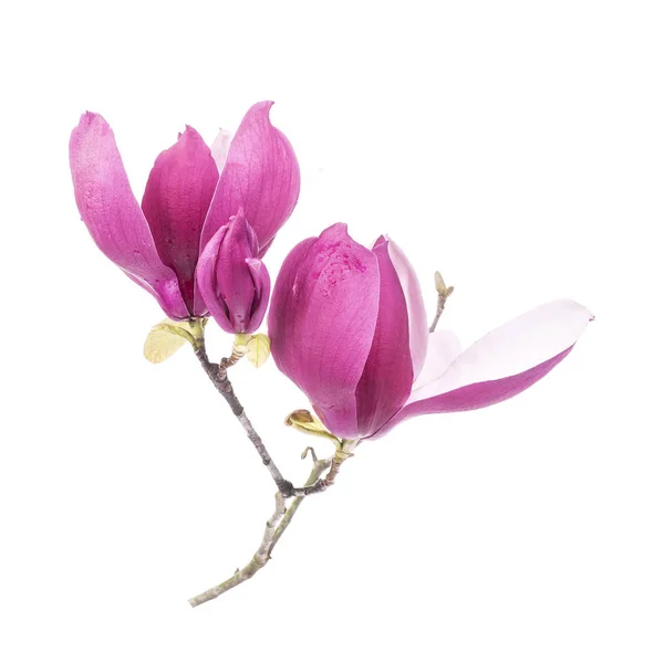 Roze magnolia bloemen geïsoleerd op witte achtergrond — Stockfoto