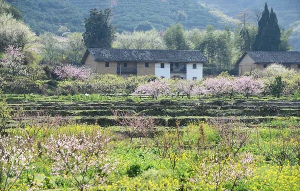 Venkovské krajiny, broskvový květ v moutainous oblasti v shaoguan dis — Stock fotografie