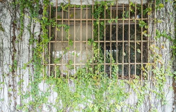 Затвор окна с плющом на стене старого дома — стоковое фото