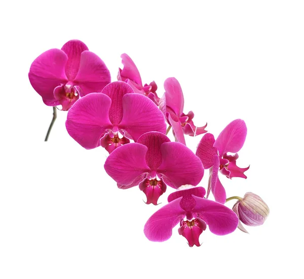 Orchidee isoliert auf weißem Hintergrund — Stockfoto