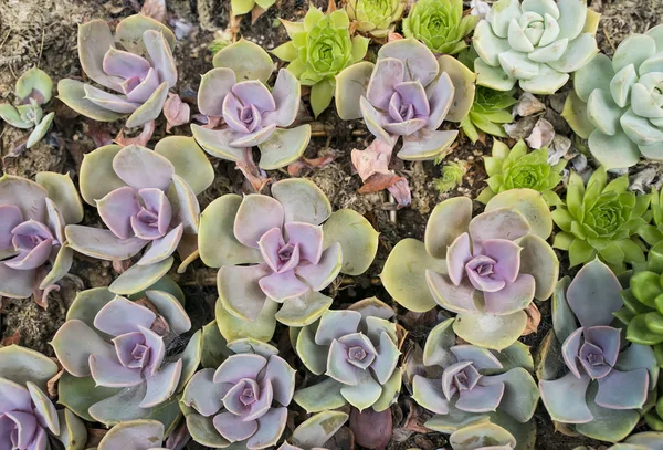 Piante succulente in miniatura in giardino — Foto Stock