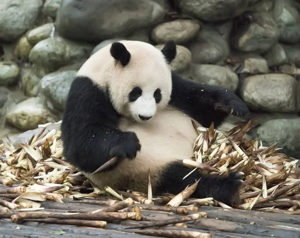 Panda gigante comendo bambu — Fotografia de Stock