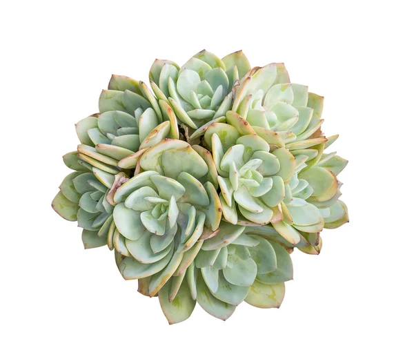 Piante succulente in miniatura isolate — Foto Stock