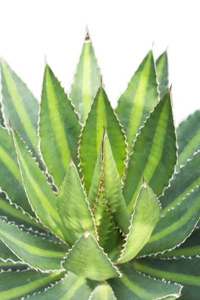 鋭い尖ったアガベ植物の葉 — ストック写真