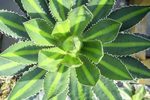 Sharp pointed agave plant leaves — Stock Photo, Image