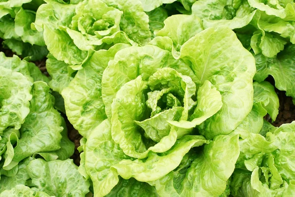 Lettuce plant in field — Stock Photo, Image