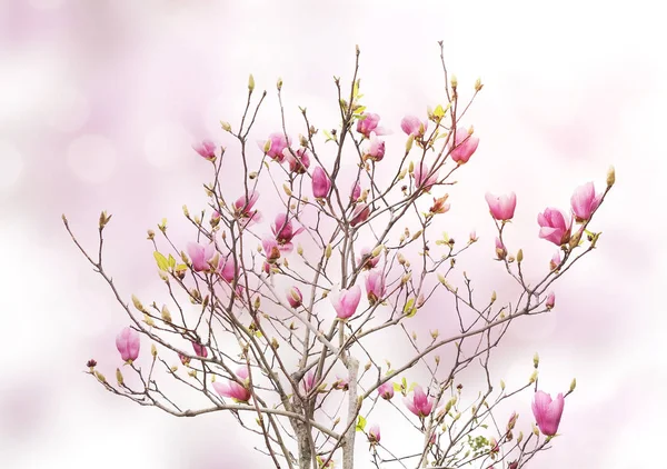 하얀 배경에 분리되어 있는 분홍빛 마뇰 리아 꽃들 — 스톡 사진