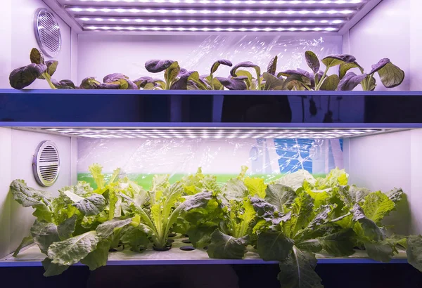 Organiczne hydroponicznych warzyw rosną z LED światło Indoor Farm, AGR — Zdjęcie stockowe