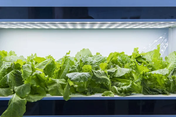 Βιολογικά υδροπονικά λαχανικά μεγαλώνουν με LED φως εσωτερική φάρμα, AGR — Φωτογραφία Αρχείου