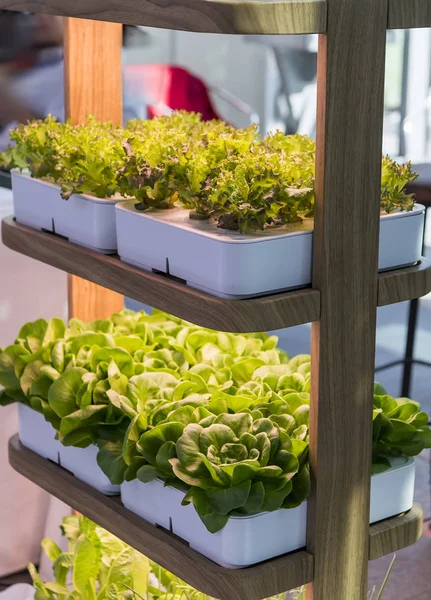 Vegetais hidropônicos orgânicos crescem com LED Light Indoor farm, Agr — Fotografia de Stock