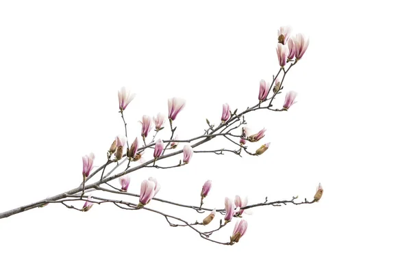 Rama de primavera flor magnolia aislado sobre fondo blanco — Foto de Stock