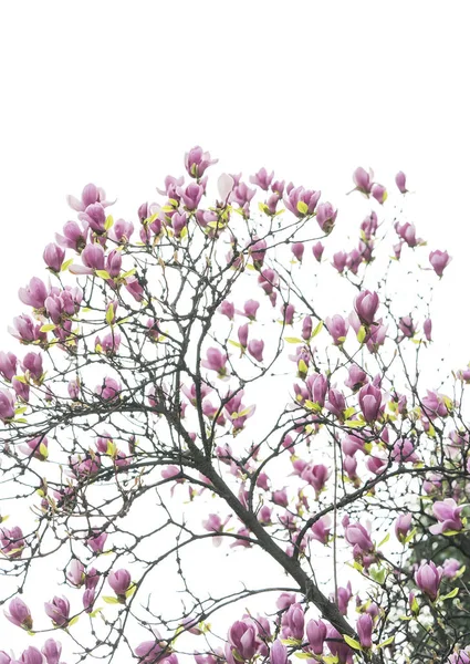 白い背景に孤立したマグノリアの花春の枝 — ストック写真