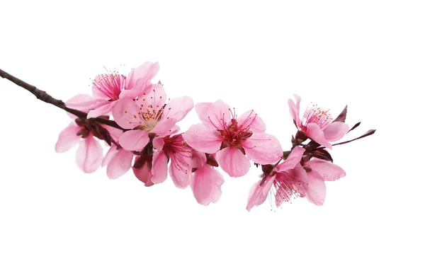 粉红色的花朵 — 图库照片