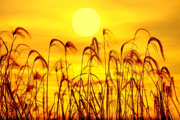 Los juncos contra la luz del sol sobre el fondo del cielo al atardecer — Foto de Stock