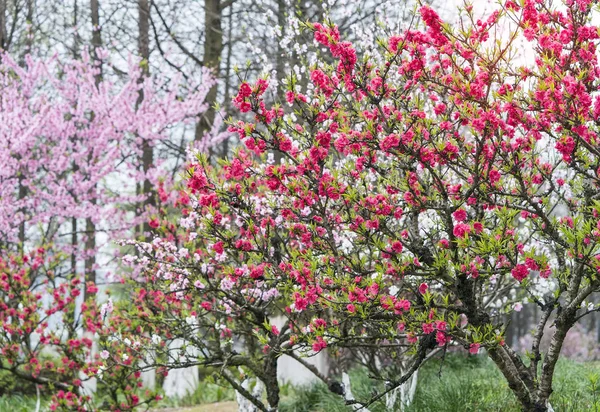 Peach blossom bloom in an orchard — Stock Photo, Image