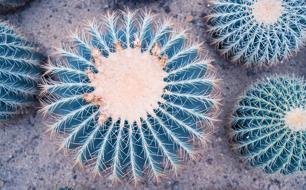 Cactus de perto — Fotografia de Stock