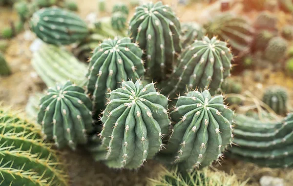 Cactus de cerca — Foto de Stock