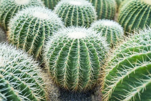 Cactus close up — Stock Photo, Image