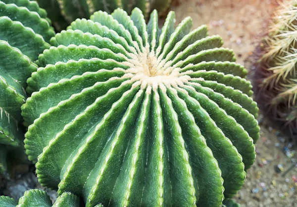 Cactus close-up — Stockfoto