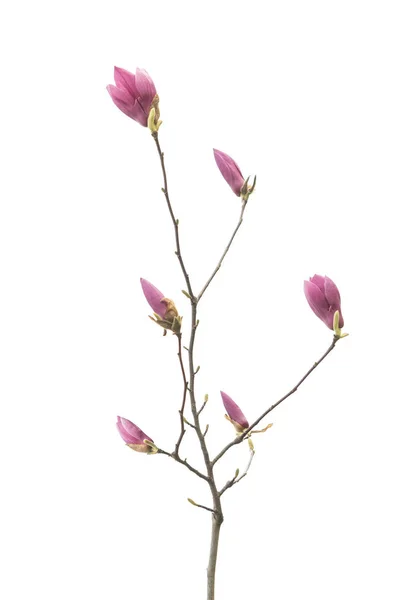 Magnolia rose fleurs isolées sur fond blanc — Photo