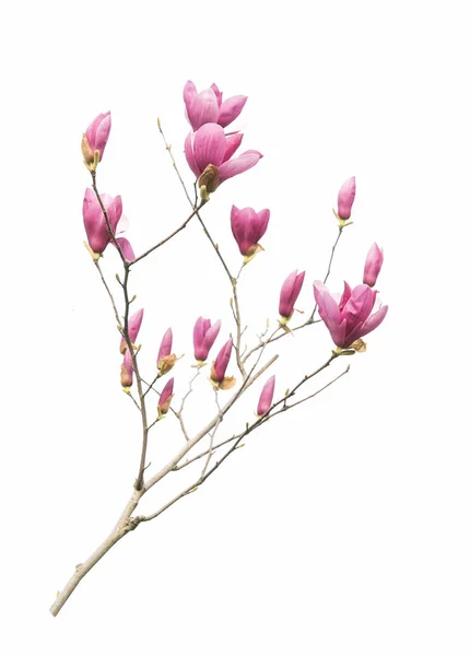 Pink magnolia flowers isolated on white background — Stock Photo, Image