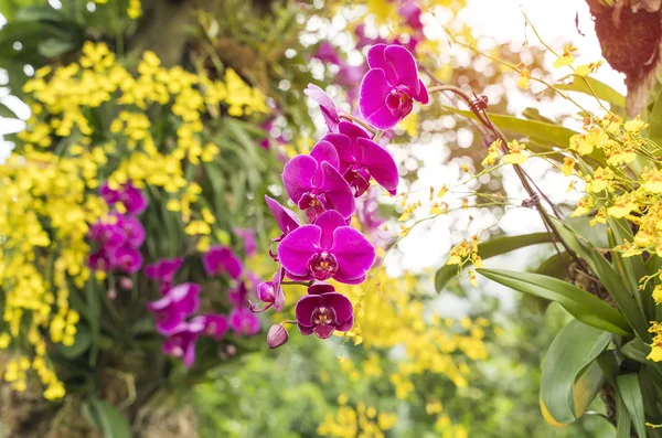 Vackra lila och gula orkidé blomma-Phalaenopsis — Stockfoto
