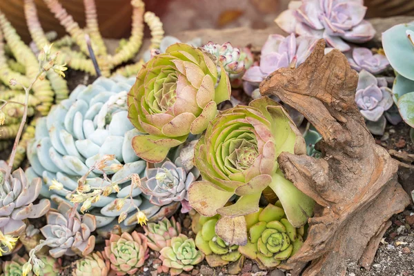 Plantas suculentas em miniatura no jardim — Fotografia de Stock