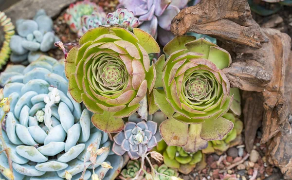 Plantas suculentas em miniatura no jardim — Fotografia de Stock