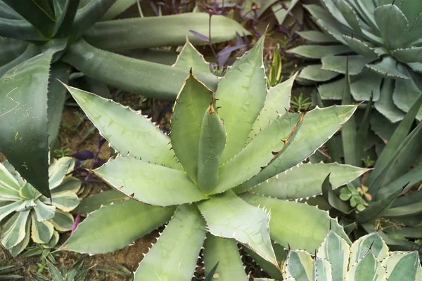 Sharp pointed agave plant leaves — Stock Photo, Image