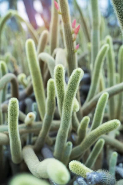 Kaktus v botanické zahradě — Stock fotografie